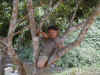 Shy Lahu boy in a tree