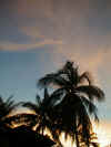 Palm trees at sunset, Koh Pha-Ngan