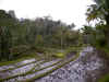 Gunung Kawi rice terraces at dusk